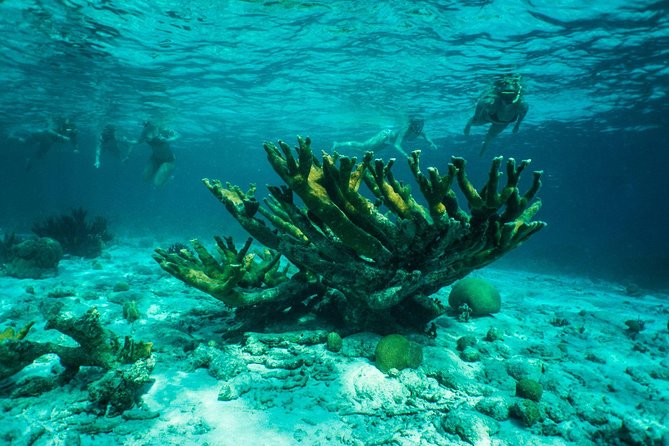 Clearbottom Mangrove Kayak & Snorkel tour - Guides, group size, and the feel of the outing