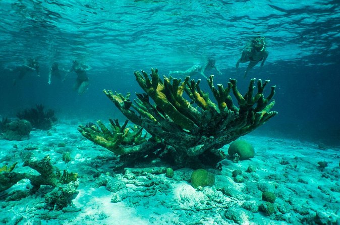 Clearbottom Mangrove Kayak & Snorkel tour - What the $59 price includes