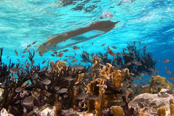 Clearbottom Mangrove Kayak & Snorkel tour - Starting at Lac Cai Beach and settling into the kayak