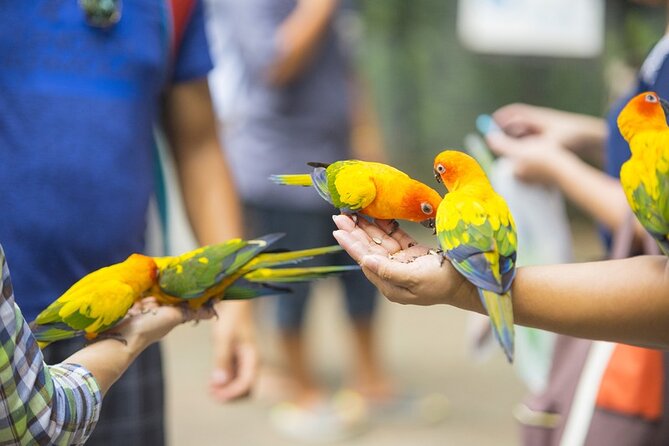 Colorful Species Of Birds - What makes this St. Maarten bird tour worth considering
