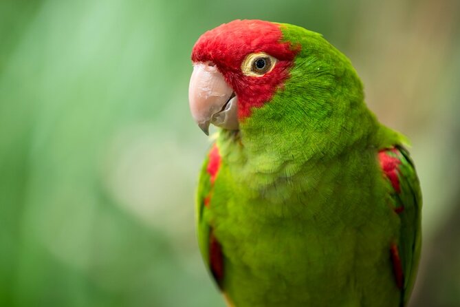 Colorful Species Of Birds - Your first bird encounter at Parotte Ville