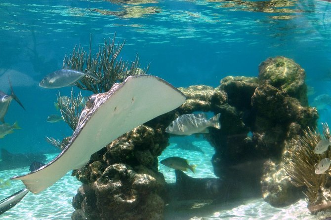 Coral World Ocean Park General Admission Ticket - Timing, comfort, and practical planning