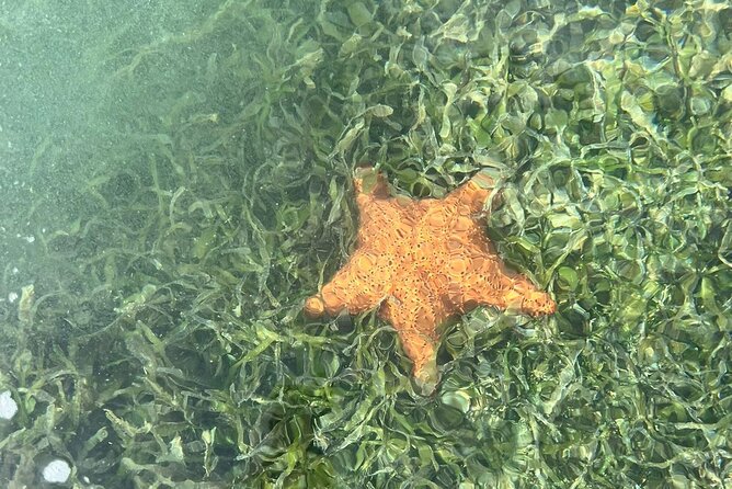 Crystal Kayak & Snorkel Eco Tour (with transfer) - Who will enjoy this outing most