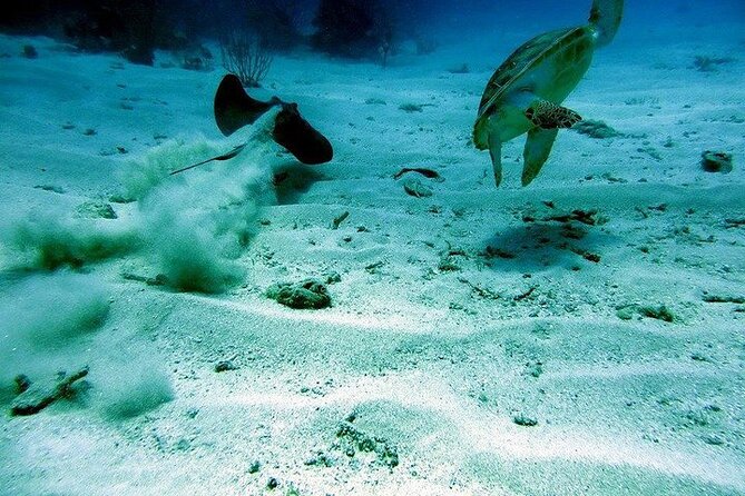 Culebra Snorkel and Beach Day with Lunch and Drinks - Lunch, rum drinks, and the practical side of the boat