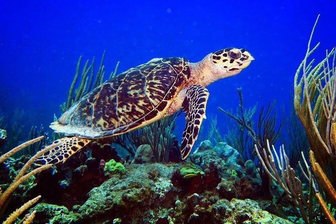 Culebra Snorkel and Beach Day with Lunch and Drinks - What the $161.67 price really buys