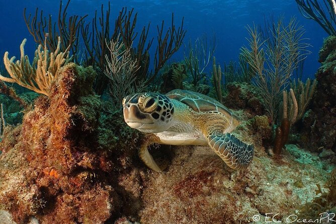 Culebra Snorkel and Beach Day with Lunch and Drinks - Who should book this boat day?