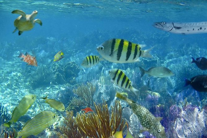 Culebra Snorkeling Tour by Catamaran from Fajardo - Who should book this tour