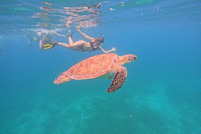 Culebra Swim with Turtles Adventure and Flamenco Beach by Ferry - Why the Turtle Swim Is the Day’s Main Event