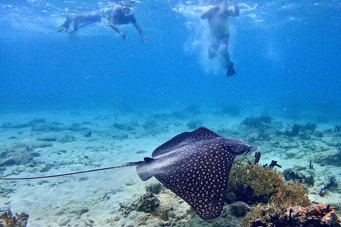 Culebra Swim with Turtles Adventure and Flamenco Beach by Ferry - Group Size, Safety, and Comfort
