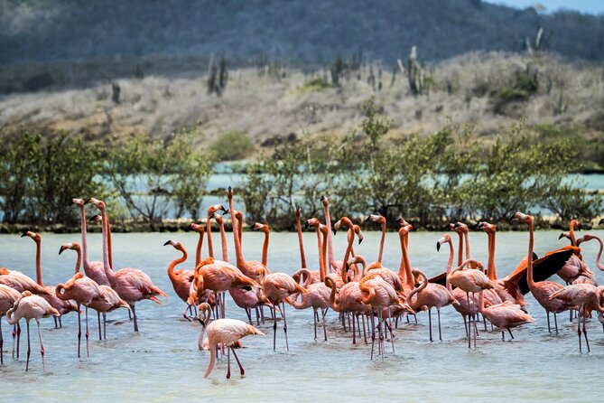 Curacao City Highlights 4-Hour Tour - Flamingos, Salt Water, and the Beach Break