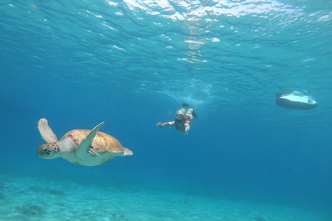 Curaçao Seabob Tour (by Bearded Butlers Curaçao) - Looking for turtles, fish, and coral