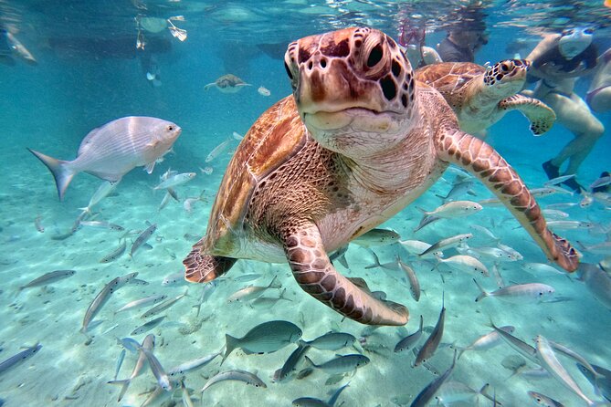 Curacao: Swimming with Sea Turtles meets Sea turtle beach - Key points to know before you book