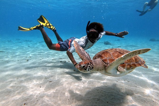 Curacao: Swimming with Sea Turtles meets Sea turtle beach - Swimming beside Curaçao’s sea turtles