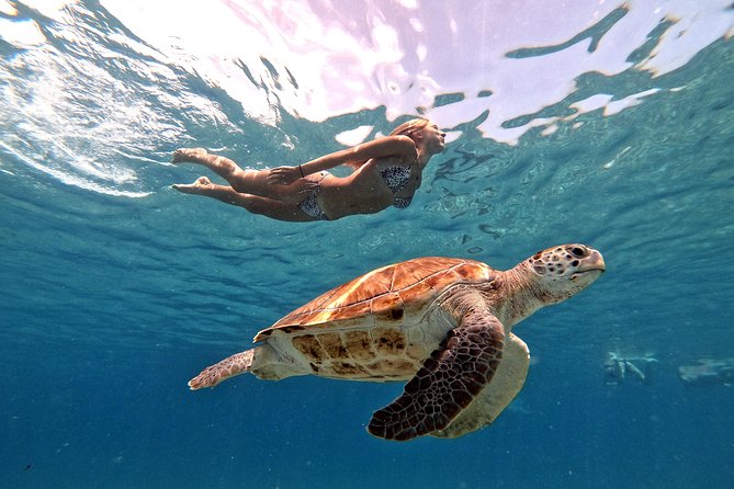Curacao: Swimming with Sea Turtles meets Sea turtle beach - Flamingos at Landhuis Jan Kok