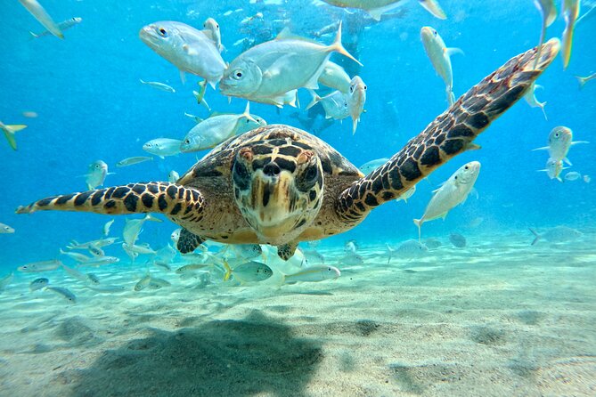 Curacao: Swimming with Sea Turtles meets Sea turtle beach - Who should book this outing?