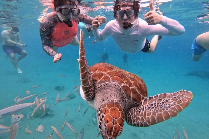 Curacao: Swimming with Sea Turtles meets Sea turtle beach - The bus ride from Willemstad
