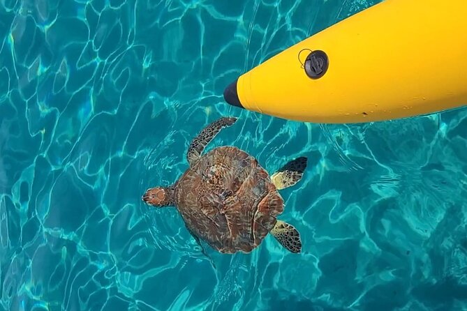Curaçao: Waterbike Experience & Swim with Turtles Adventure - What the Playa Piskadó setting adds