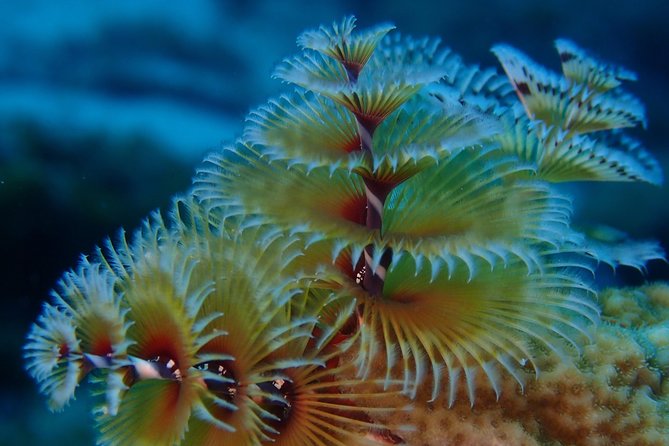 Discover Diving in Curacao - What the $125 price really covers