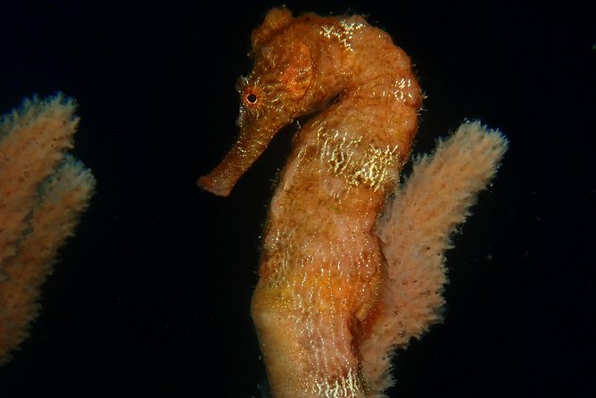 Discover Diving in Curacao - Transport, timing, and the small practical details