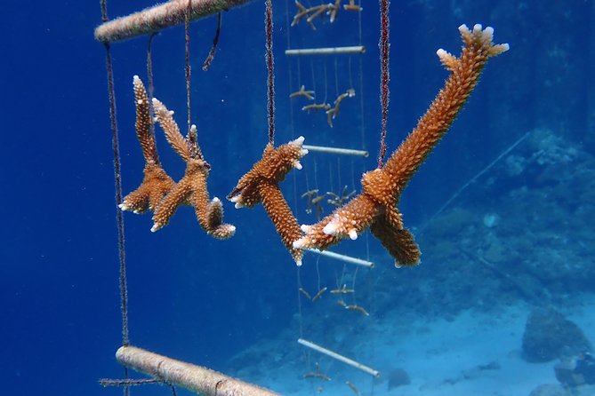 Discover Diving in Curacao - Who will enjoy this most