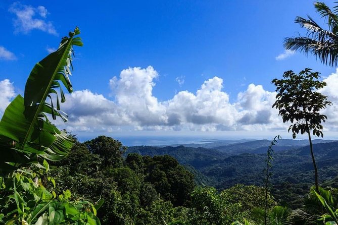 Discover El Yunque National Park: Half-Day Rainforest Tour - Why El Yunque Works as a Half-Day Escape
