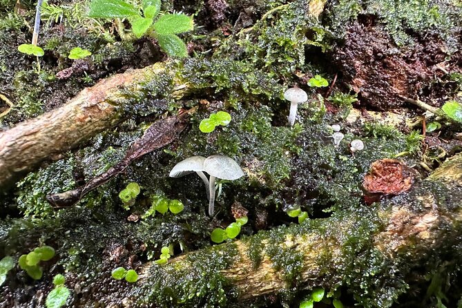 Discover El Yunque National Park: Half-Day Rainforest Tour - Low-Impact Does Not Mean No Walking