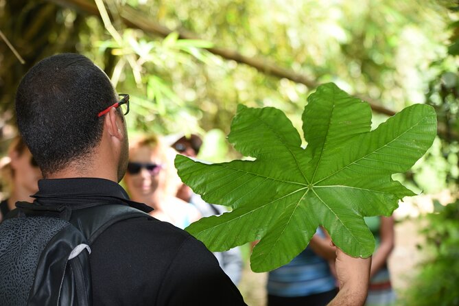 Discover El Yunque National Park: Half-Day Rainforest Tour - What to Pack and How to Prepare