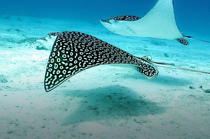 Discover Fajardo: 2-Tank Scuba Diving - What the price includes, and what it does not