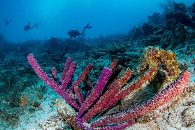 Discover Scuba Dive in Curacao - A note about language and attention