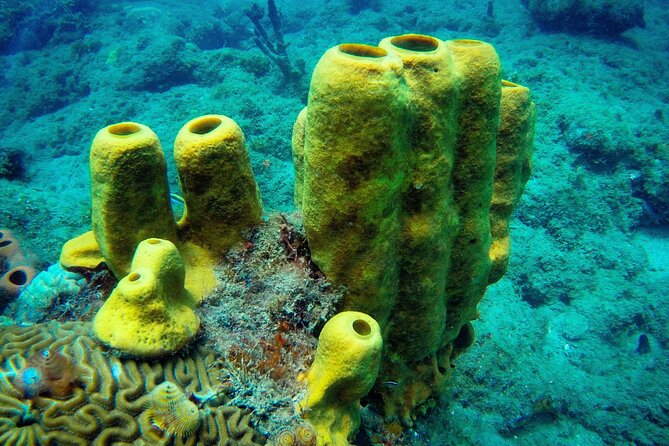 Discover Scuba Diving - Timing, meeting point, and small practical details