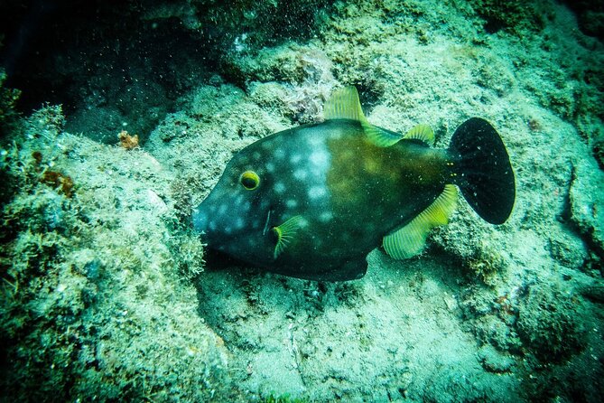 Discover Scuba Diving - Who will get the most from this experience