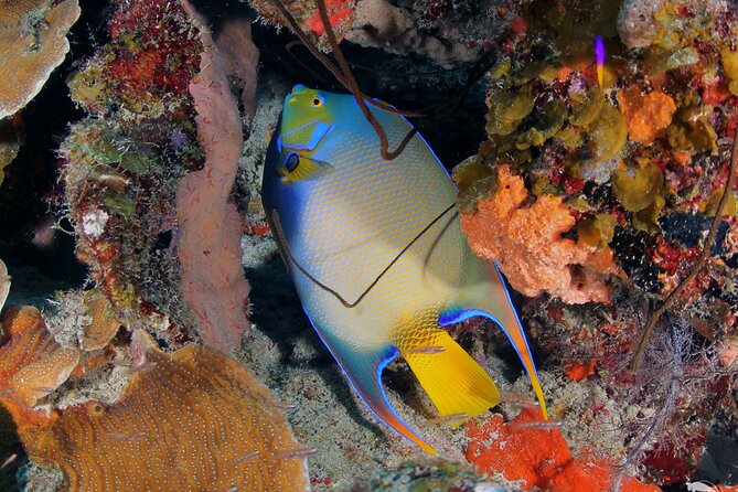 Discover Scuba Diving Experience - The teaching style and the people guiding you