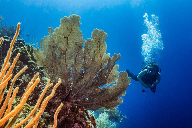Discover Scuba Diving Experience - Weather, cancellation, and planning your day