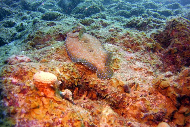 Discover Scuba Diving in Curacao - Why the small group matters for beginners