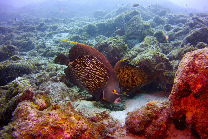 Discover Scuba Diving in Curacao - What the $109 price includes