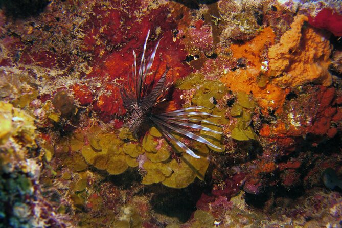 Discover Scuba Diving in Curacao - Who will get the most from this activity