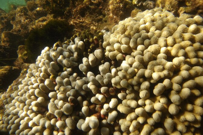 Discover the Splendid Universe of Islands and Seabed - Snorkeling brings the seabed into focus