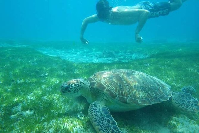 Discovery of dolphins on the Caribbean coast - Key things to know before booking