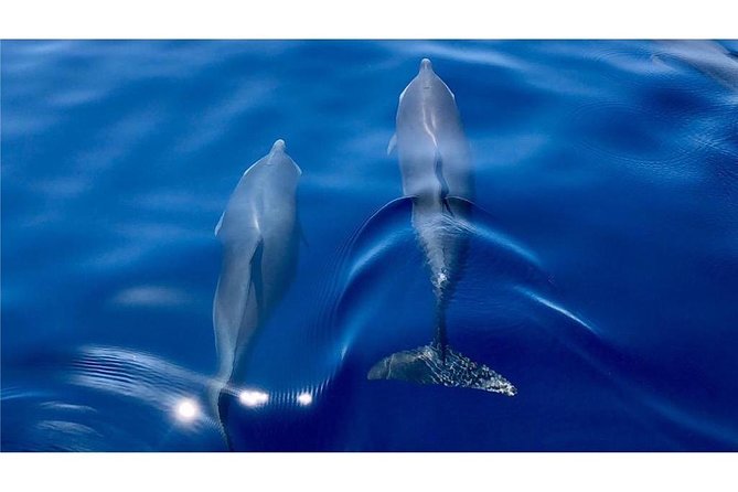 Discovery of dolphins on the Caribbean coast - Setting out from Fort-de-France at 8:00 am