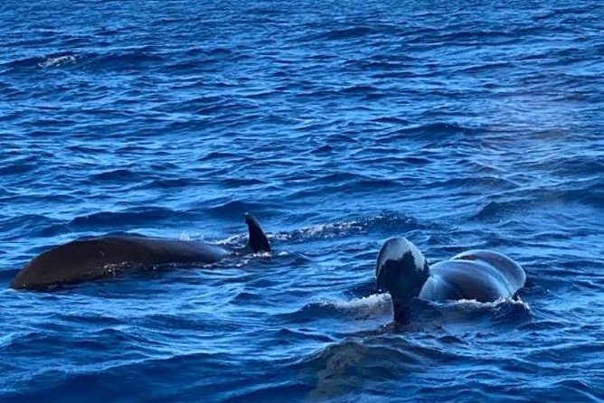 Discovery of dolphins on the Caribbean coast - Bellefontaine’s bat cave and the swimming stop