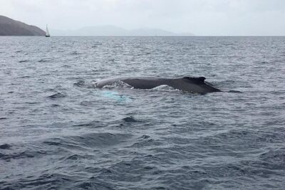 Discovery of dolphins on the Caribbean coast