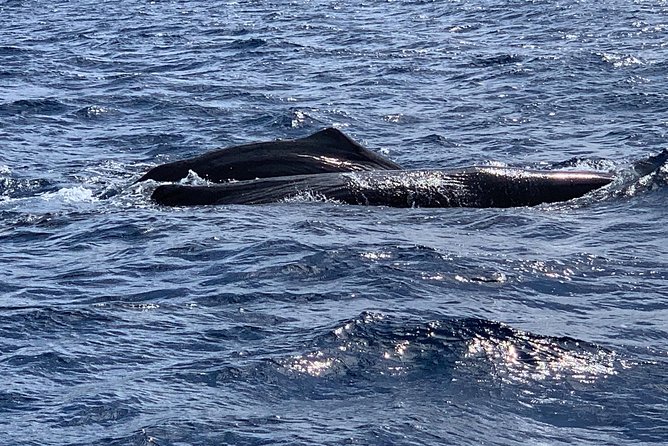 Discovery of dolphins on the Caribbean coast - Creole snacks, fruit, juice, and planter