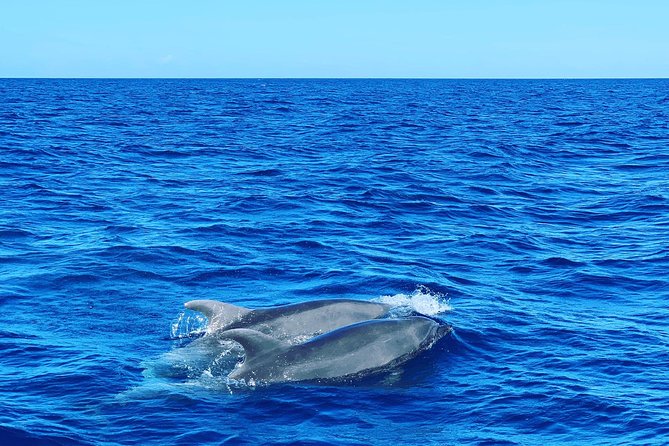 Discovery of dolphins on the Caribbean coast - Who will enjoy this Martinique boat trip?