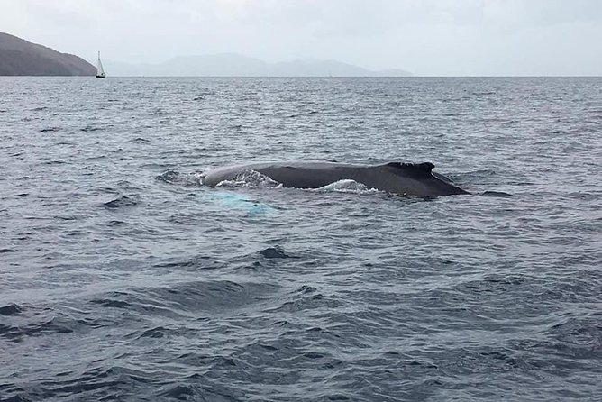 Discovery of dolphins on the Caribbean coast - Along Martinique’s leeward coast
