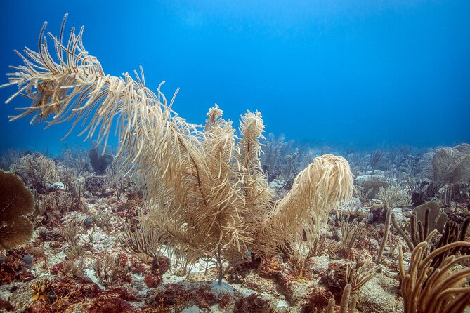 DiveCarib - An Eco-Friendly Certified Diver Trip in Antigua - Antigua’s marine life, with firm boundaries