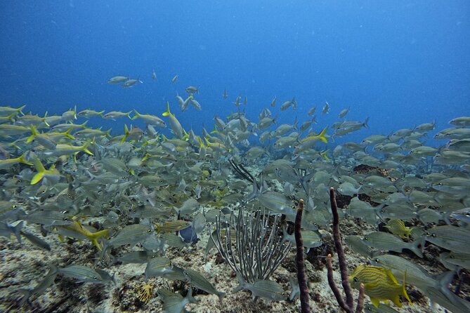 DiveCarib - An Eco-Friendly Certified Diver Trip in Antigua - What the 199 dollar price includes in practical terms