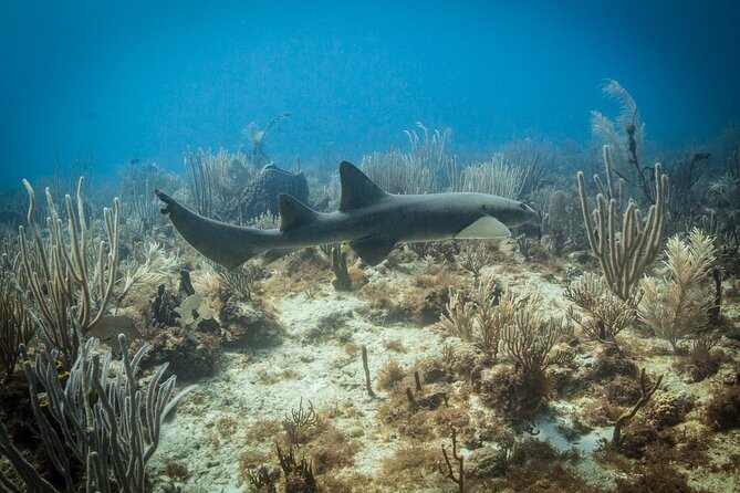 DiveCarib - An Eco-Friendly Certified Diver Trip in Antigua - Conditions can affect the planned site