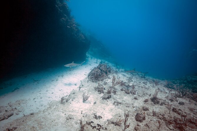 DiveCarib - An Eco-Friendly Certified Diver Trip in Antigua - Who will enjoy this Antigua scuba outing?