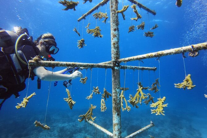 DiveCarib - An Eco-Friendly Certified Diver Trip in Antigua - Practical details that affect your morning