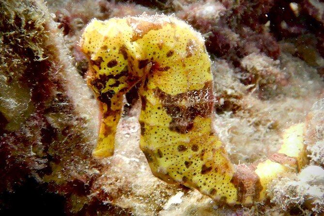 Diving for Certified Divers, 2 Tanks Sosúa Bay - Why the choice of 20-plus sites matters